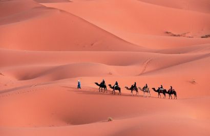 Camel trekking across the golden dunes of the Sahara Desert in Morocco